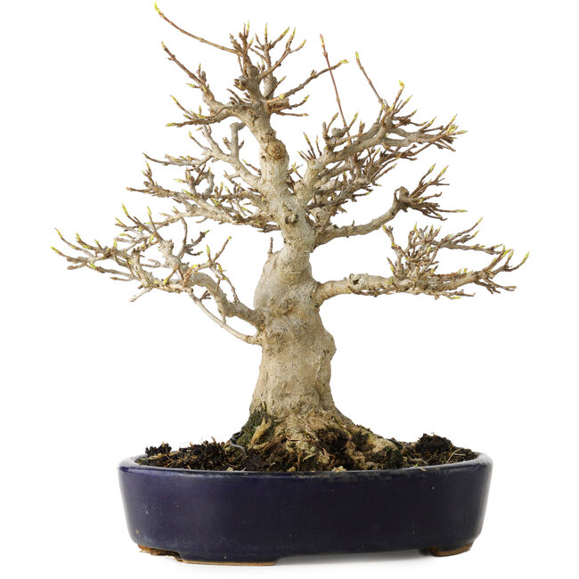 Acer buergerianum, 21 cm, ± 20 ans, avec un nebari de 10 cm, dans un pot japonais fait main par Hattori