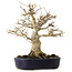 Acer buergerianum, 21 cm, ± 20 jaar oud, met een nebari van 10 cm, in een handgemaakte Japanse pot van Hattori