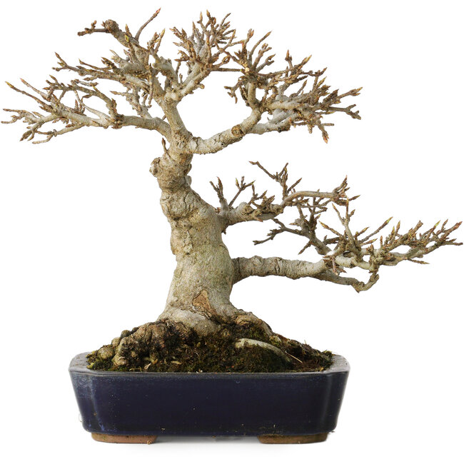 Acer buergerianum, 17,5 cm, ± 20 years old, with a nebari of 9,5 cm