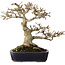 Acer buergerianum, 17,5 cm, ± 20 years old, with a nebari of 9,5 cm
