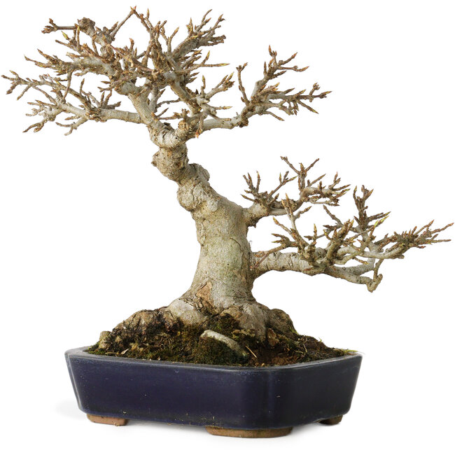 Acer buergerianum, 17,5 cm, ± 20 anni, con un nebari di 9,5 cm