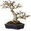 Acer buergerianum, 17,5 cm, ± 20 years old, with a nebari of 9,5 cm