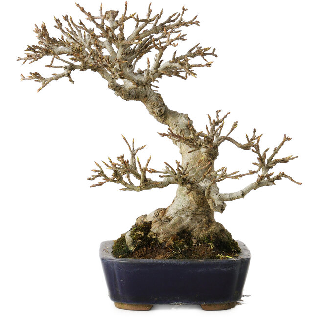 Acer buergerianum, 17,5 cm, ± 20 years old, with a nebari of 9,5 cm