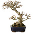 Acer buergerianum, 17,5 cm, ± 20 years old, with a nebari of 9,5 cm