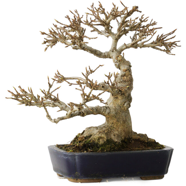 Acer buergerianum, 17,5 cm, ± 20 Jahre alt, mit einem Nebari von 9,5 cm