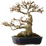 Acer buergerianum, 17,5 cm, ± 20 ans, avec un nebari de 9,5 cm