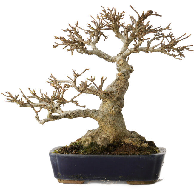 Acer buergerianum, 17,5 cm, ± 20 jaar oud, met een nebari van 9,5 cm