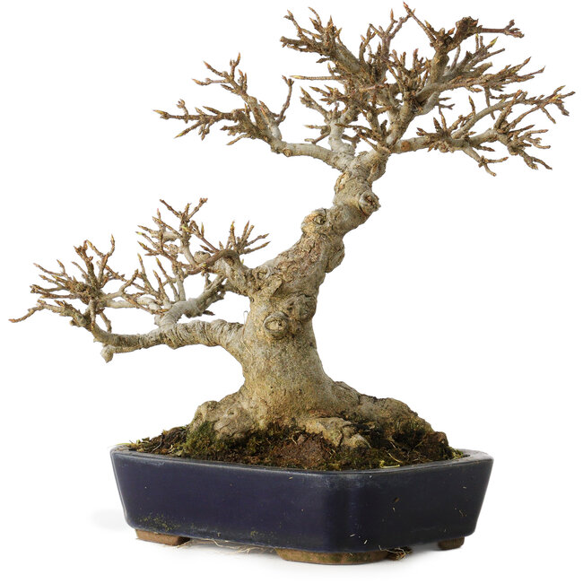 Acer buergerianum, 17,5 cm, ± 20 Jahre alt, mit einem Nebari von 9,5 cm