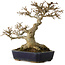 Acer buergerianum, 17,5 cm, ± 20 jaar oud, met een nebari van 9,5 cm