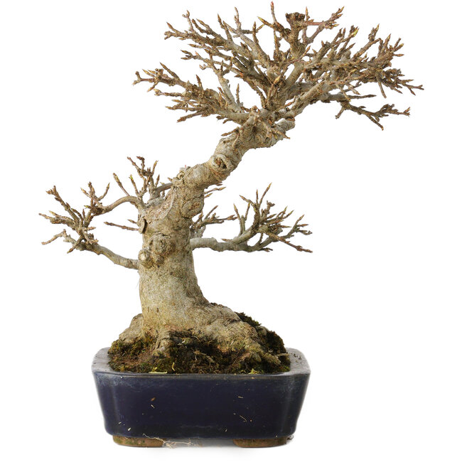 Acer buergerianum, 17,5 cm, ± 20 jaar oud, met een nebari van 9,5 cm