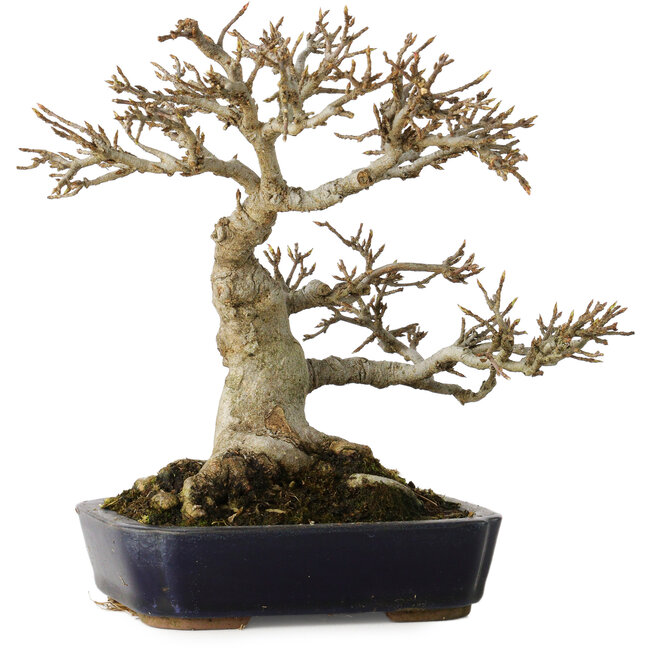 Acer buergerianum, 17,5 cm, ± 20 years old, with a nebari of 9,5 cm