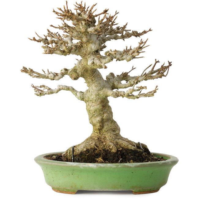 Acer buergerianum, 17 cm, ± 20 jaar oud, met een nebari van 11 cm, in een handgemaakte Japanse pot van Hattori