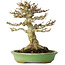 Acer buergerianum, 17 cm, ± 20 ans, avec un nebari de 11 cm, dans un pot japonais fait main par Hattori