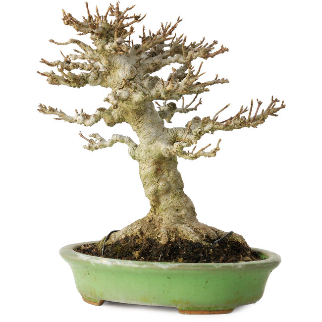 Acer buergerianum, 17 cm, ± 20 años, con un nebari de 11 cm, en una maceta japonesa hecha a mano por Hattori