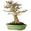 Acer buergerianum, 17 cm, ± 20 jaar oud, met een nebari van 11 cm, in een handgemaakte Japanse pot van Hattori