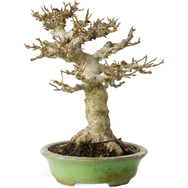 Acer buergerianum, 17 cm, ± 20 anni, con un nebari di 11 cm, in un vaso giapponese fatto a mano da Hattori