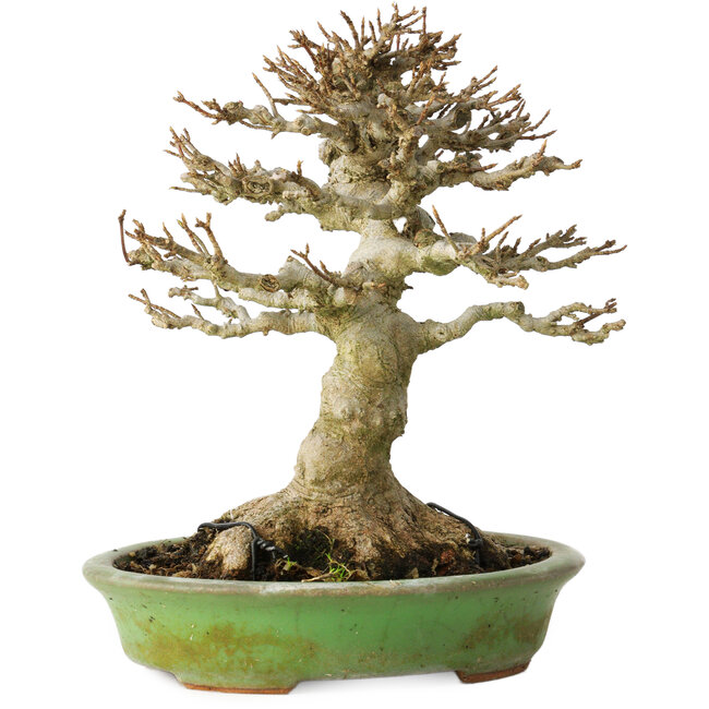 Acer buergerianum, 17 cm, ± 20 años, con un nebari de 11 cm, en una maceta japonesa hecha a mano por Hattori