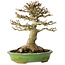 Acer buergerianum, 17 cm, ± 20 jaar oud, met een nebari van 11 cm, in een handgemaakte Japanse pot van Hattori