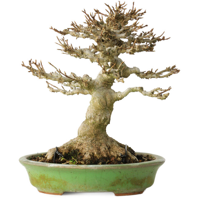 Acer buergerianum, 17 cm, ± 20 años, con un nebari de 11 cm, en una maceta japonesa hecha a mano por Hattori