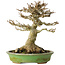 Acer buergerianum, 17 cm, ± 20 jaar oud, met een nebari van 11 cm, in een handgemaakte Japanse pot van Hattori