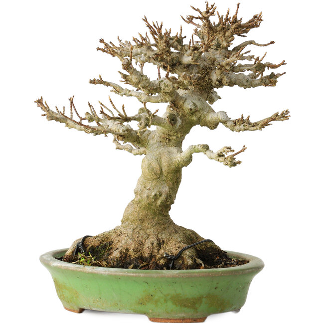 Acer buergerianum, 17 cm, ± 20 jaar oud, met een nebari van 11 cm, in een handgemaakte Japanse pot van Hattori