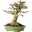 Acer buergerianum, 17 cm, ± 20 jaar oud, met een nebari van 11 cm, in een handgemaakte Japanse pot van Hattori