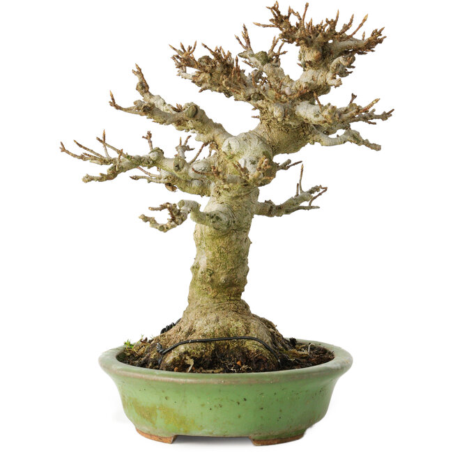 Acer buergerianum, 17 cm, ± 20 Jahre alt, mit einem Nebari von 11 cm, in einem handgefertigten japanischen Topf von Hattori
