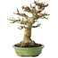 Acer buergerianum, 17 cm, ± 20 ans, avec un nebari de 11 cm, dans un pot japonais fait main par Hattori