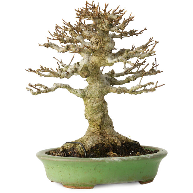 Acer buergerianum, 17 cm, ± 20 jaar oud, met een nebari van 11 cm, in een handgemaakte Japanse pot van Hattori