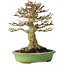 Acer buergerianum, 17 cm, ± 20 jaar oud, met een nebari van 11 cm, in een handgemaakte Japanse pot van Hattori
