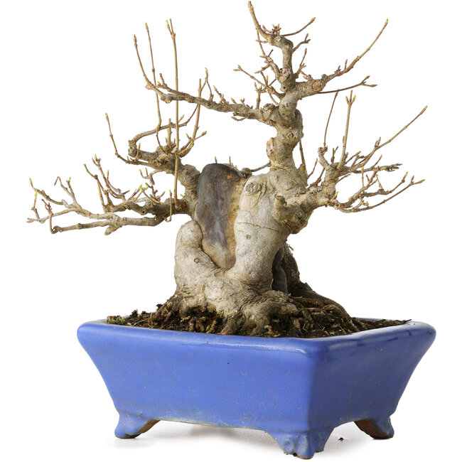 Acer buergerianum, 21 cm, ± 35 jaar oud, met een nebari van 12 cm, in een handgemaakte Japanse pot van Shuhou