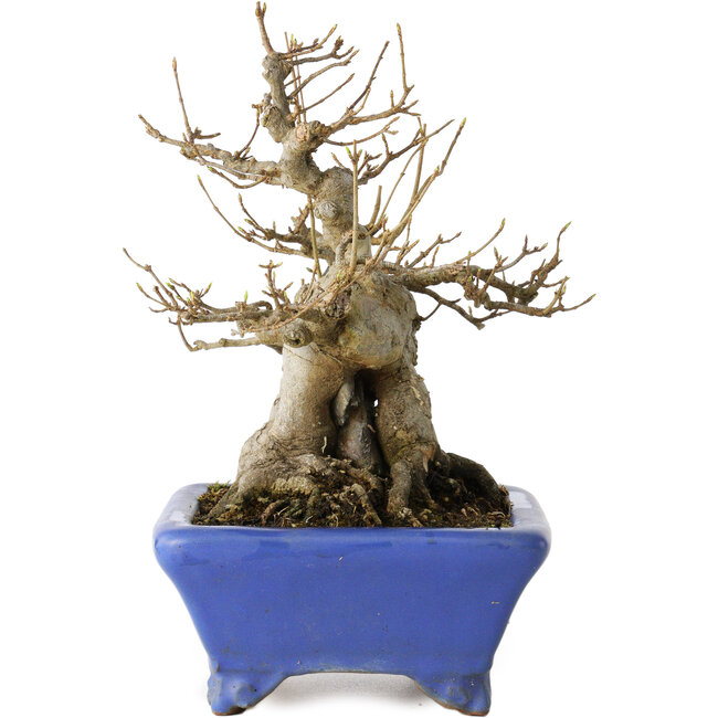 Acer buergerianum, 21 cm, ± 35 years old, with a nebari of 12 cm, in a handmade Japanese pot by Shuhou