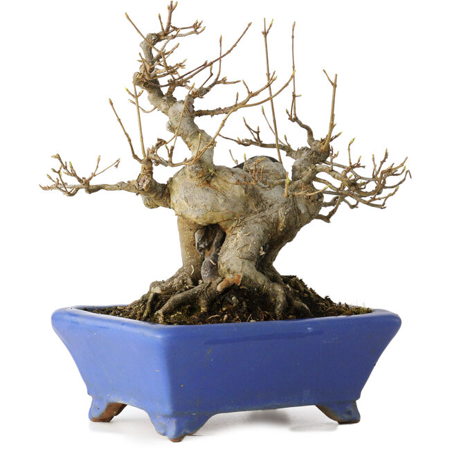 Acer buergerianum, 21 cm, ± 35 Jahre alt, mit einem Nebari von 12 cm, in einem handgefertigten japanischen Topf von Shuhou