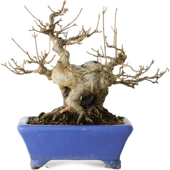 Acer buergerianum, 21 cm, ± 35 años, con un nebari de 12 cm, en una maceta japonesa hecha a mano por Shuhou