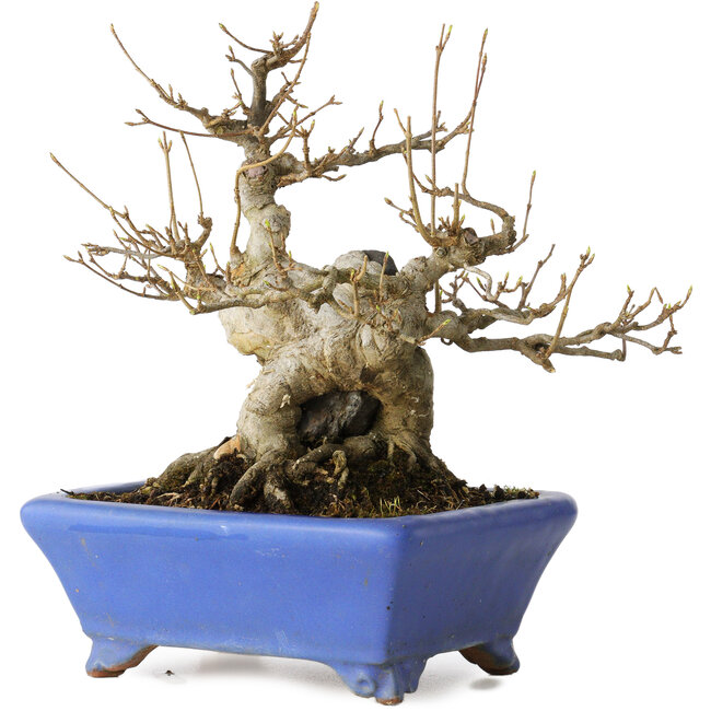 Acer buergerianum, 21 cm, ± 35 años, con un nebari de 12 cm, en una maceta japonesa hecha a mano por Shuhou