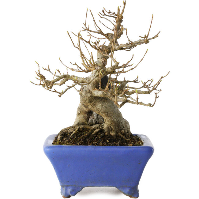 Acer buergerianum, 21 cm, ± 35 Jahre alt, mit einem Nebari von 12 cm, in einem handgefertigten japanischen Topf von Shuhou