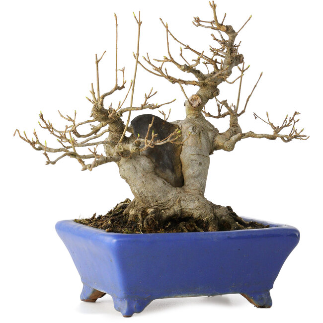 Acer buergerianum, 21 cm, ± 35 Jahre alt, mit einem Nebari von 12 cm, in einem handgefertigten japanischen Topf von Shuhou