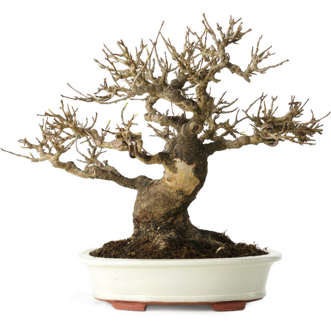 Acer buergerianum, 20 cm, ± 30 Jahre alt, mit einem Nebari von 11 cm