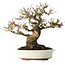 Acer buergerianum, 20 cm, ± 30 jaar oud, met een nebari van 11 cm