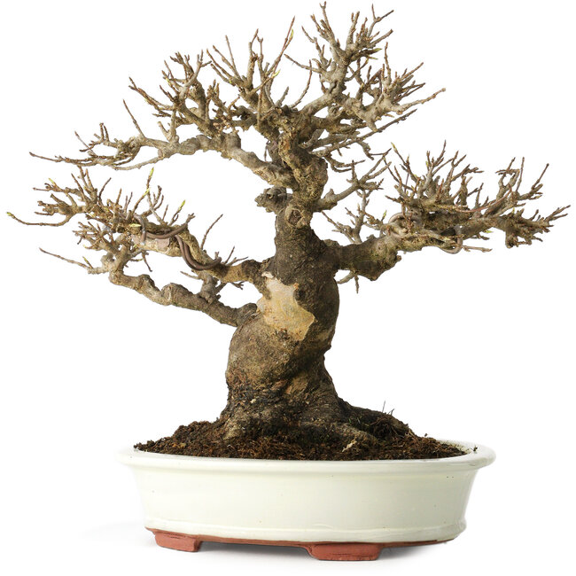 Acer buergerianum, 20 cm, ± 30 años, con un nebari de 11 cm