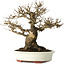 Acer buergerianum, 20 cm, ± 30 jaar oud, met een nebari van 11 cm