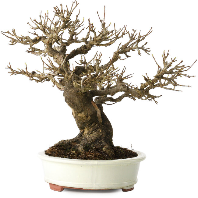 Acer buergerianum, 20 cm, ± 30 Jahre alt, mit einem Nebari von 11 cm