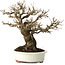 Acer buergerianum, 20 cm, ± 30 jaar oud, met een nebari van 11 cm
