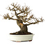 Acer buergerianum, 20 cm, ± 30 jaar oud, met een nebari van 11 cm