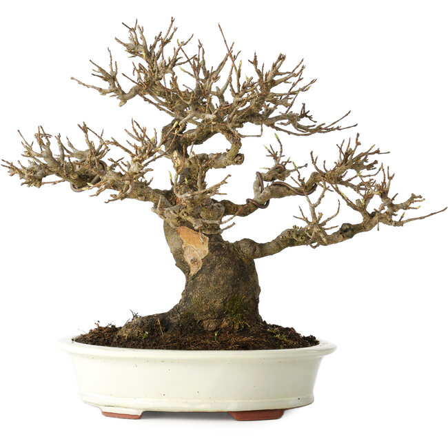 Acer buergerianum, 20 cm, ± 30 años, con un nebari de 11 cm