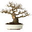 Acer buergerianum, 20 cm, ± 30 ans, avec un nebari de 11 cm