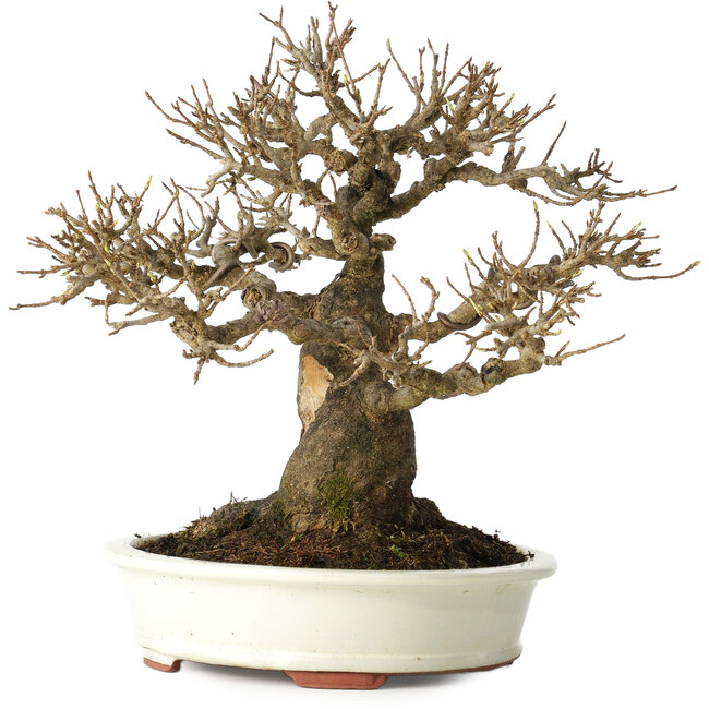 Acer buergerianum, 20 cm, ± 30 jaar oud, met een nebari van 11 cm