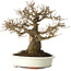 Acer buergerianum, 20 cm, ± 30 jaar oud, met een nebari van 11 cm