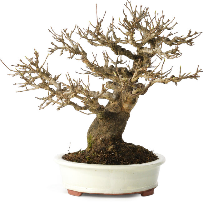 Acer buergerianum, 20 cm, ± 30 jaar oud, met een nebari van 11 cm