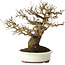 Acer buergerianum, 20 cm, ± 30 jaar oud, met een nebari van 11 cm